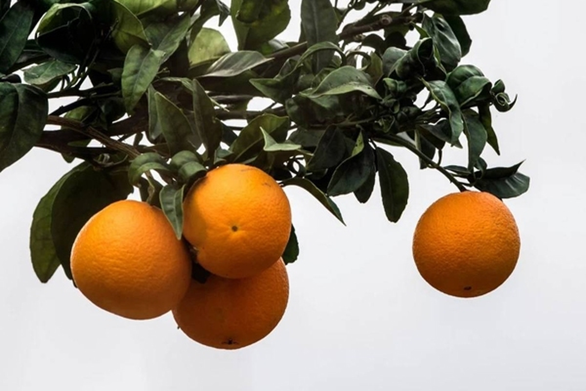 جوشانده برگ پرتقال چه خواصی دارد؟