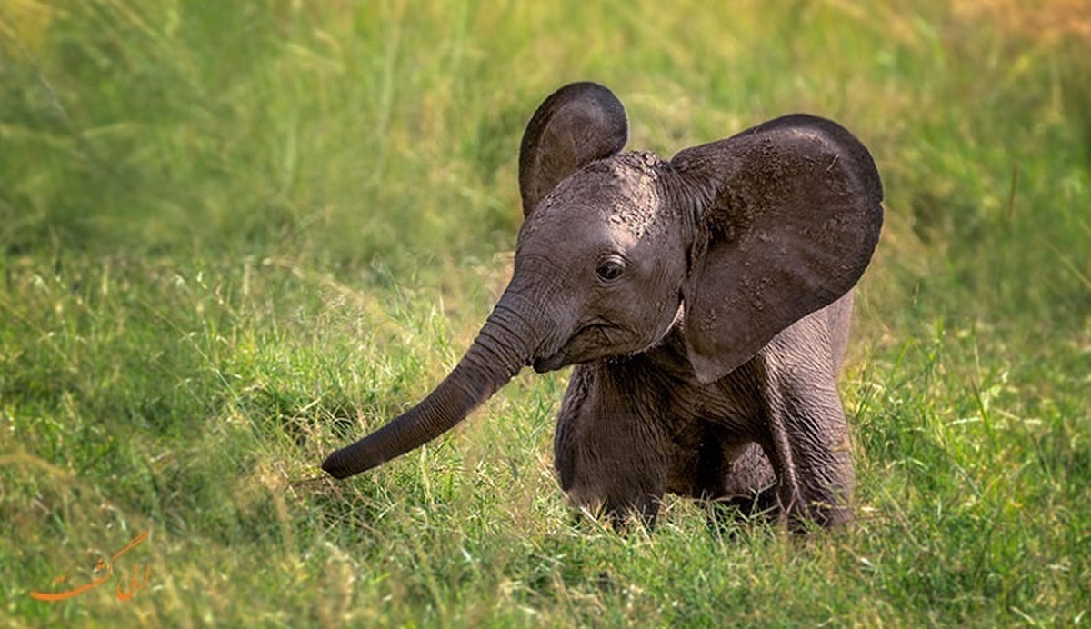 ویدئو| عدم تسلط یک بچه فیل در کنترل خرطومش