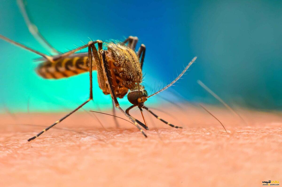 ویدئو| وقتی پشه مالاریا شما را نیش می‌زند چه اتفاقی می‌افتد؟
