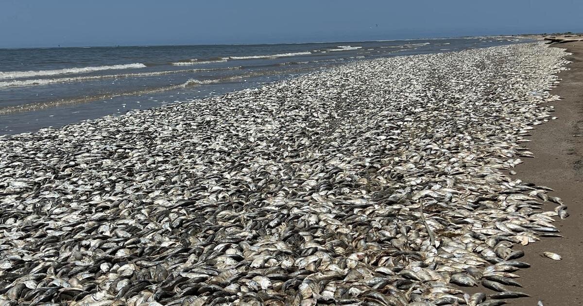 ویدئو| لاشه هزاران ماهی در ساحل روسیه 