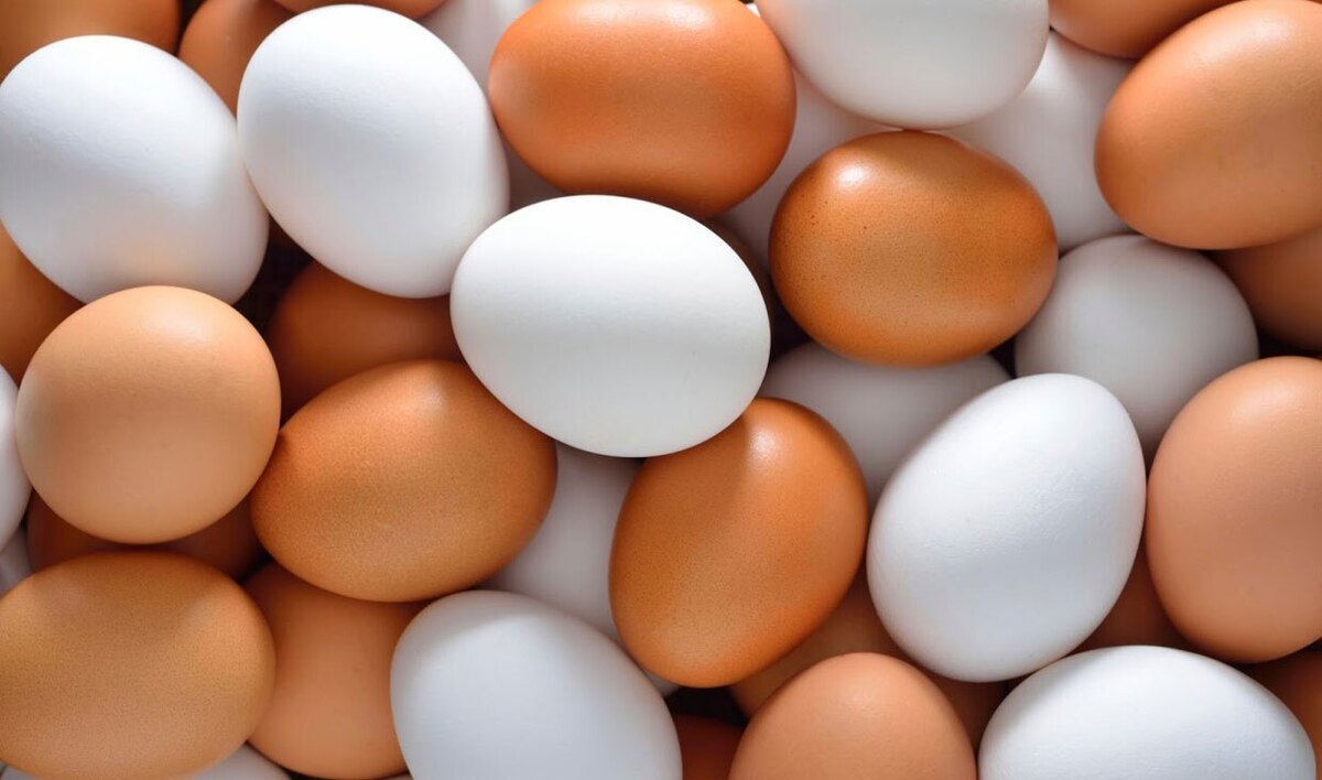 نرخ منطقی هر عدد تخم مرغ فله ۳ هزار و ۷۰۰ تومان است