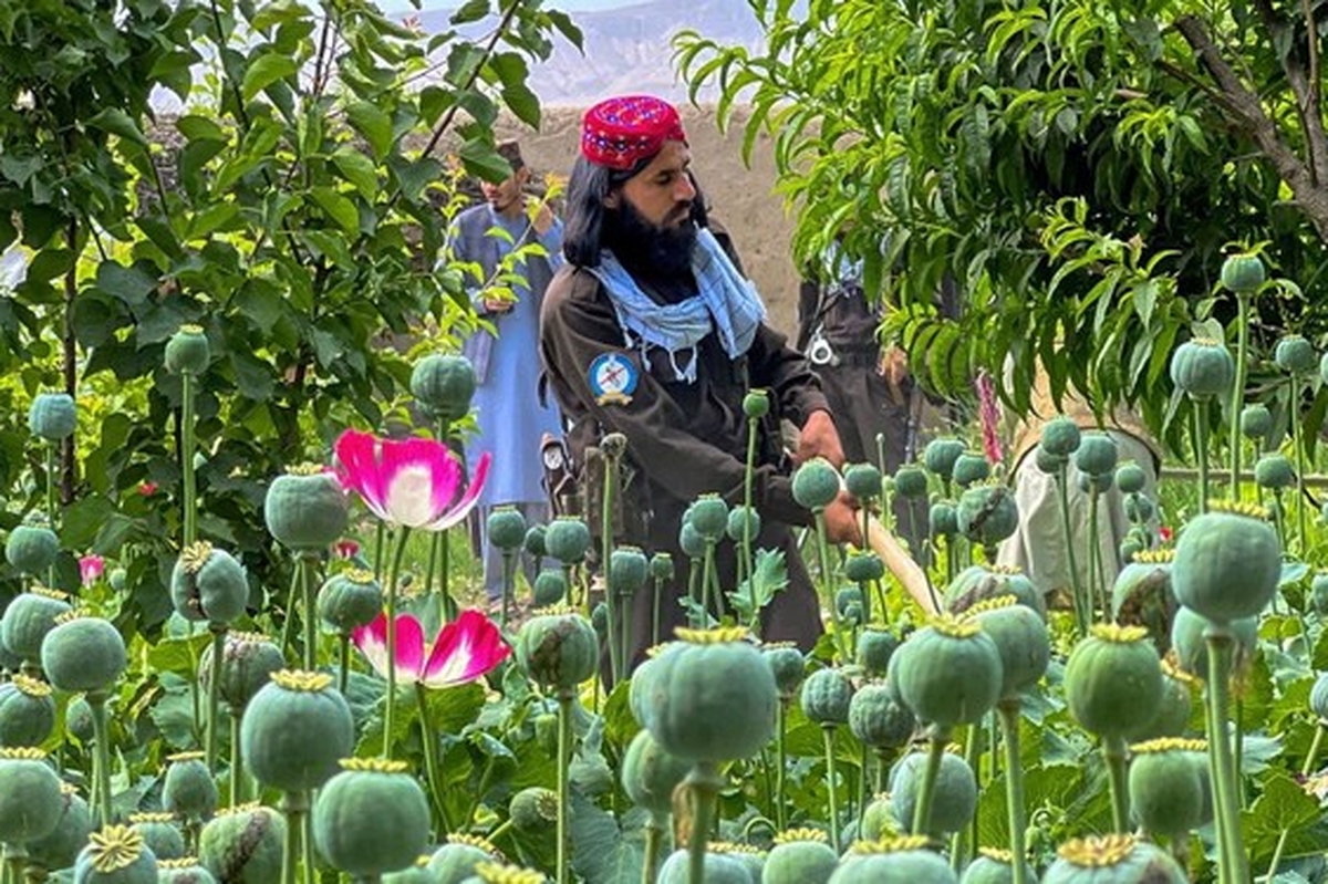 کشت جایگزین راهبرد ایران برای مقابله با تولید موادمخدر در افغانستان