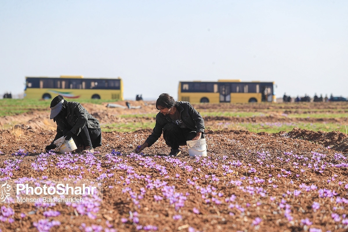 کاهش ۵۰ درصدی تولید زعفران در خراسان رضوی | عطش زعفران داغ به دل کشاورزان گذاشت