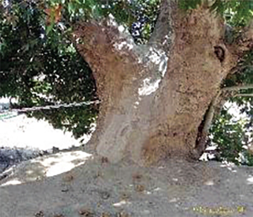 پیرترین درخت مشهد را کسی دیده است؟