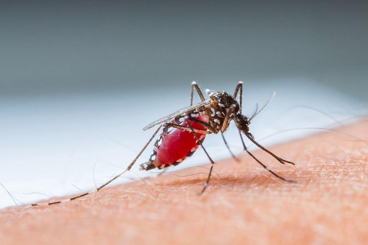علل عمده بروز مالاریا در ایران