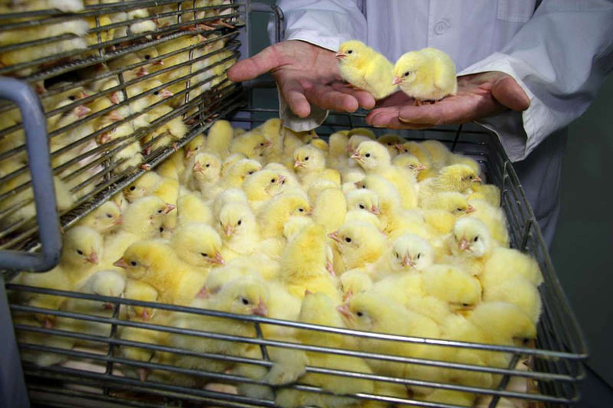 تامین نیاز بازار مرغ با جوجه ریزی ماهانه ۱۳۰ میلیون قطعه