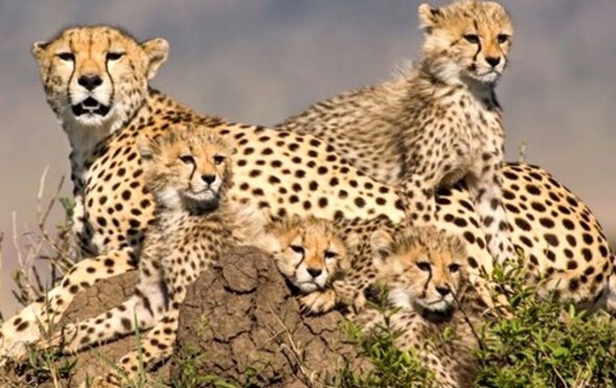 مشاهده ۵ قلاده یوزپلنگ ایرانی در توران