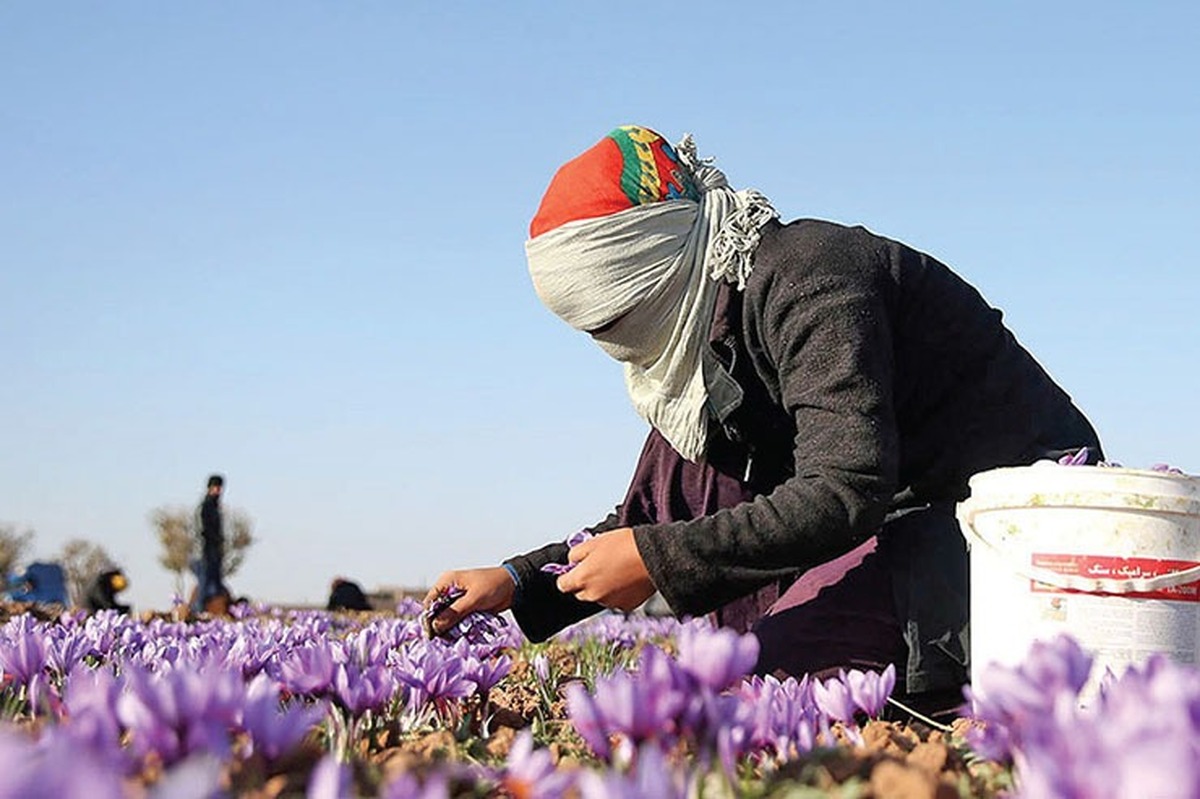 برداشت ۴۰ درصد از مزارع کاشت زعفران در خراسان رضوی