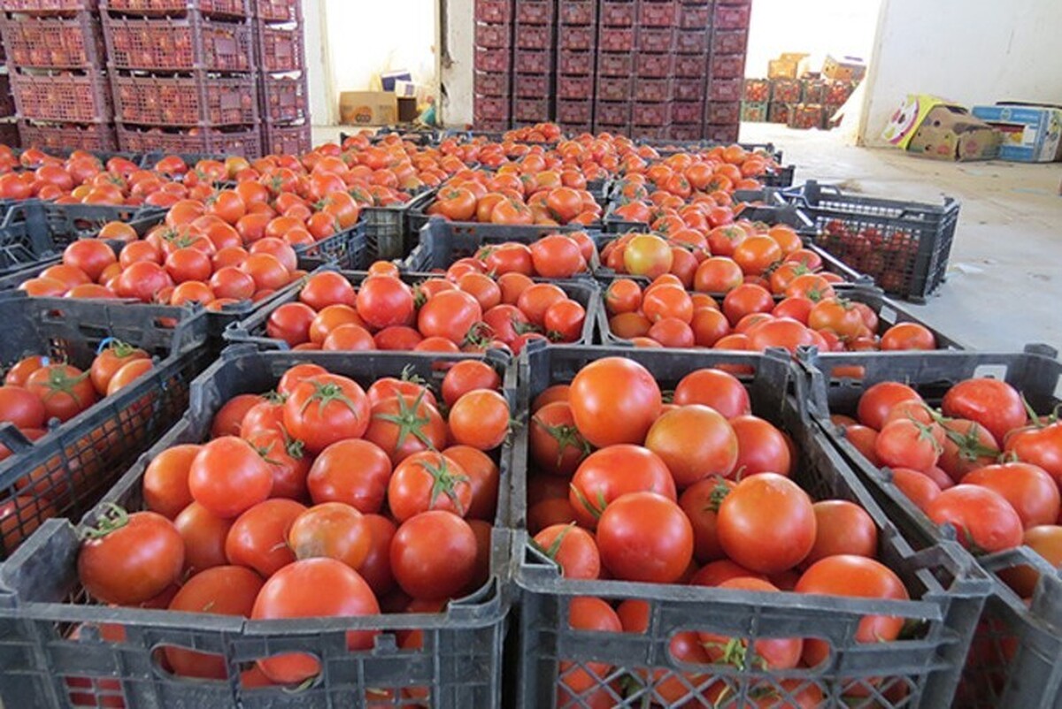 قیمت گوجه فرنگی تا ۲ هفته آینده در مشهد کاهش خواهد یافت (۱۲ آذر ۱۴۰۲)