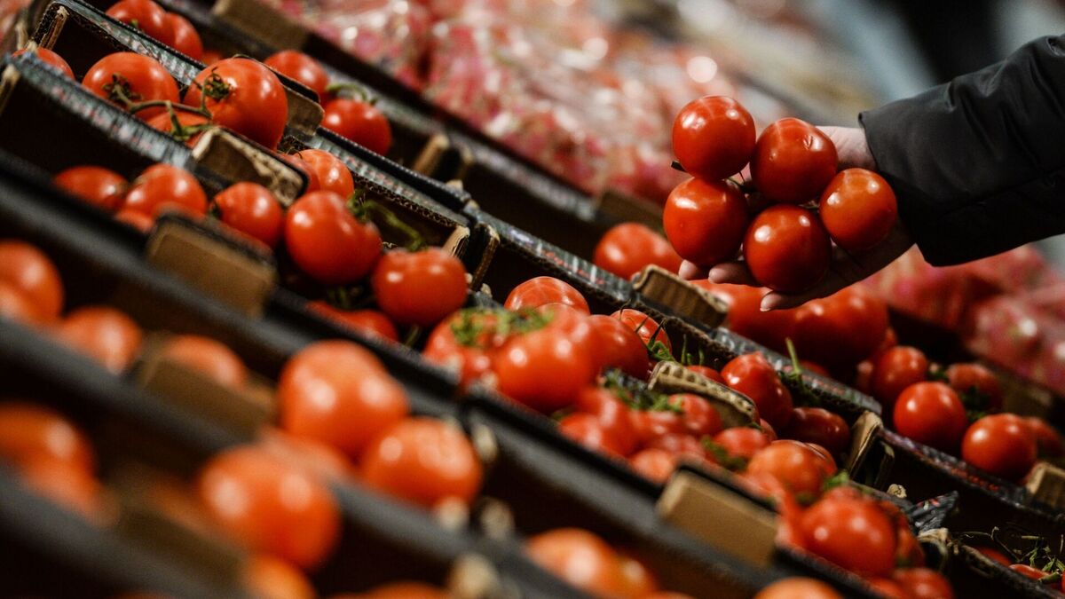 ویدئو| روند کاهشی قیمت گوجه فرنگی شروع شده است؟ (۱۳ آذر ۱۴۰۲)