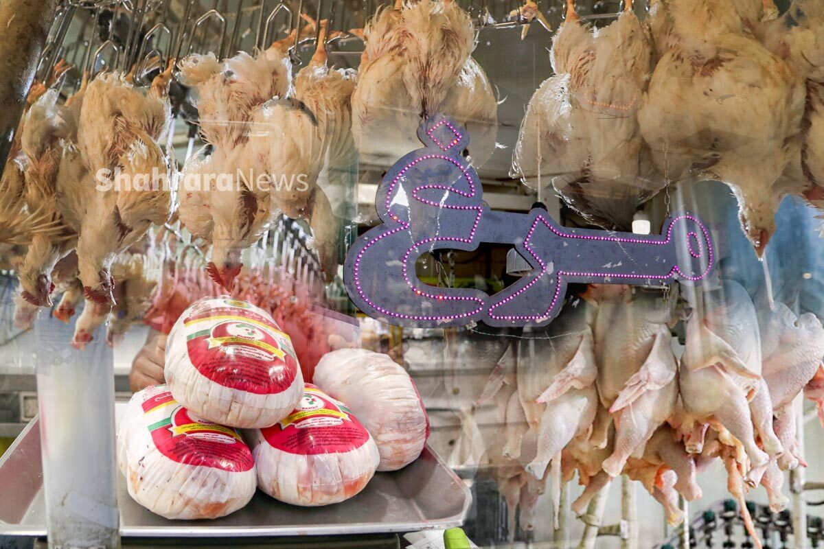 ویدئو | افزایش ۲۵ درصدی عرضه مرغ گرم در میادین (۱۵ آذر ۱۴۰۲)