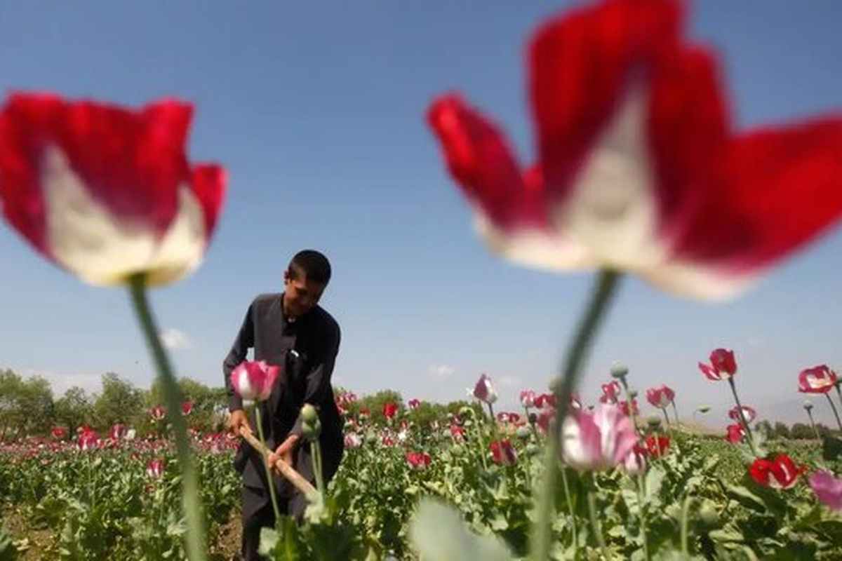 ستاد مبارزه با موادمخدر: تولید روانگردان در افغانستان جهش شدیدی داشته است
