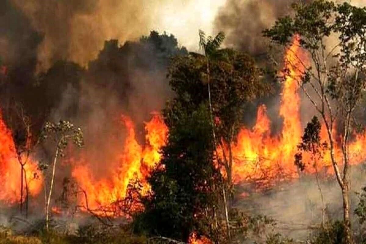 ویدئو| آتش سوزی جنگل‌های هیرکانی مازندران