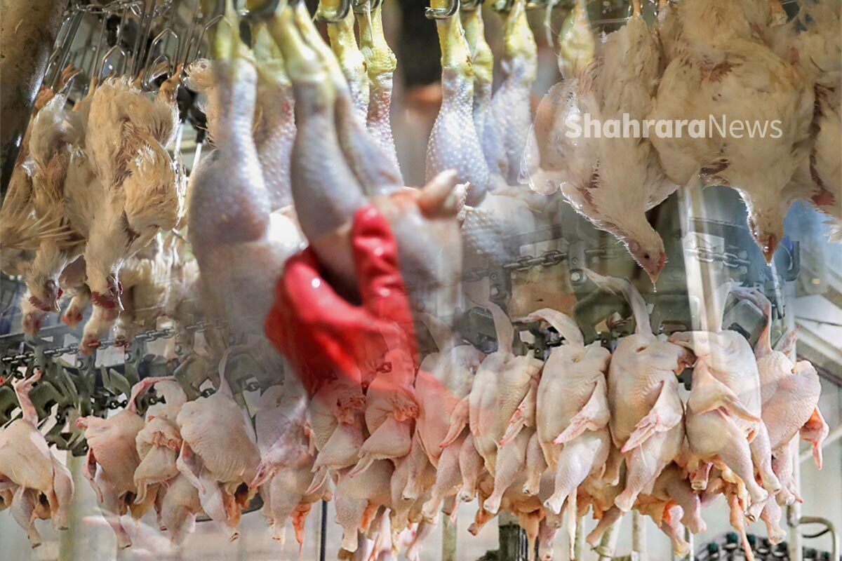بازار مرغ در مشهد به تعادل رسید (۸ آذر۱۴۰۲)