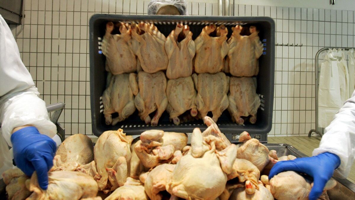 ارز آوری ۶۰۰ میلیون دلاری صادرات مرغ در کشور