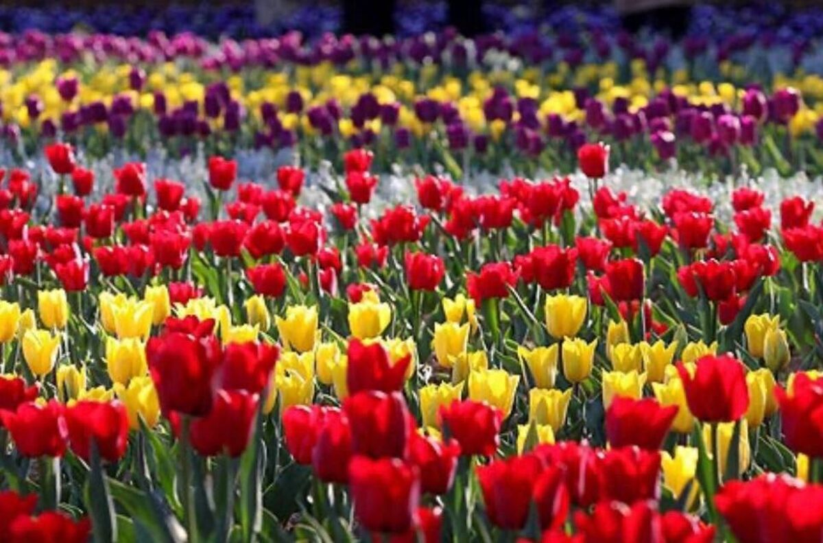 گل‌دهی و جلوه‌گری هزاران گل لاله در بوستان ملت | کاشت ۱۰۰ هزار بوته گل لاله در جشنواره گل‌های پیازی
