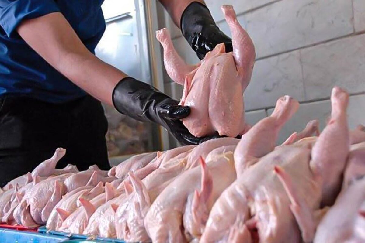 تولید ۱۸ هزار و ۶۶۱ تن گوشت مرغ طی حدود یک ماه در خراسان رضوی
