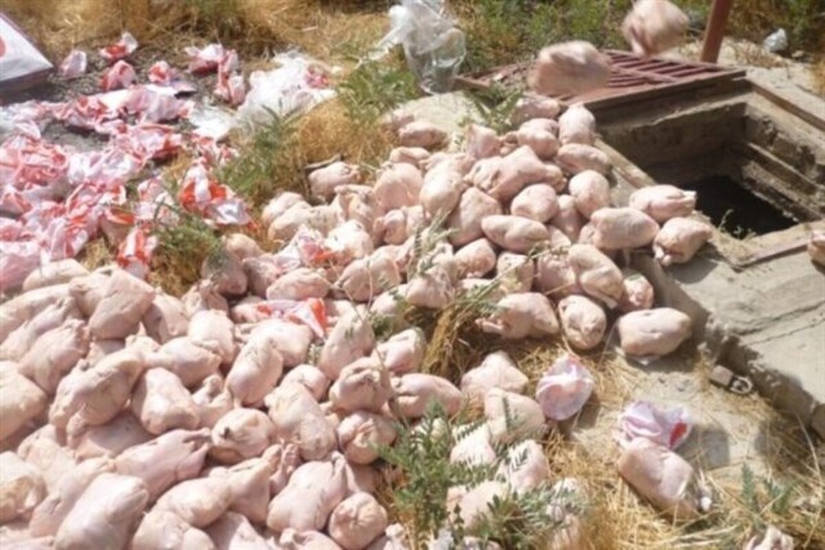 کشف و ضبط ۹۰۰ کیلوگرم گوشت و آلایش مرغ فاسد در سبزوار