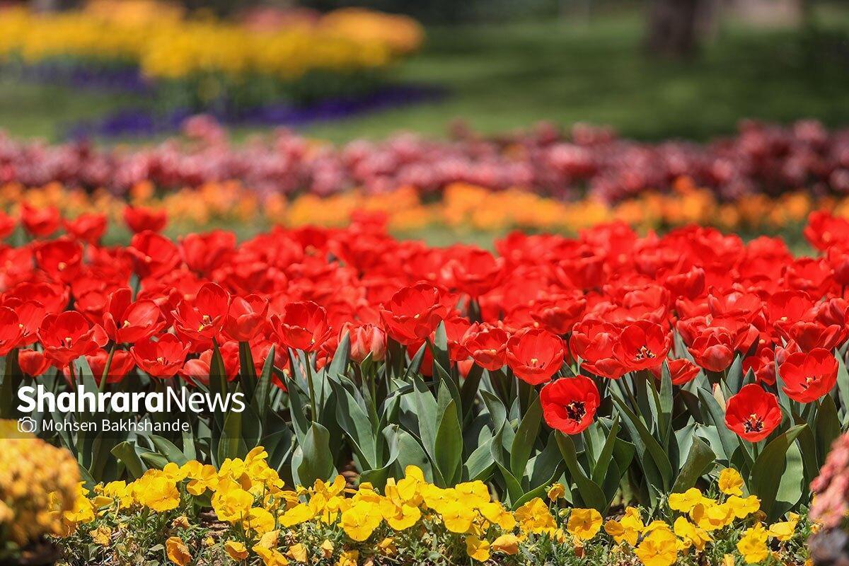 جشن رنگارنگ لاله‌ها در پارک ملت مشهد