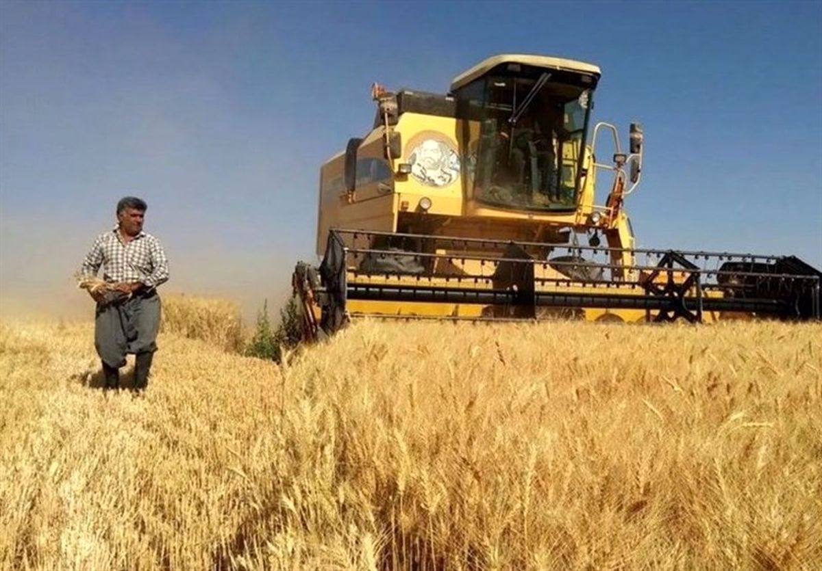 پیش بینی خرید تضمینی ۴۱۳ هزار تن گندم از کشاورزان خراسان رضوی