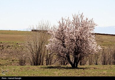 ایران زیباست | طبیعت بهاری ابهر