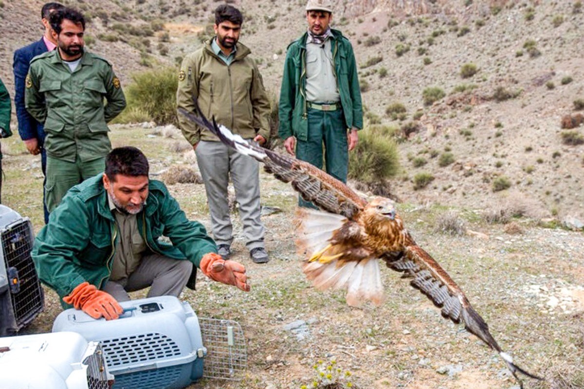 صید پرنده‌های شکاری در خراسان رضوی برای پول‌های عربی