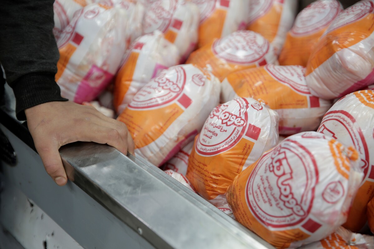 بازار سرد مرغ گرم در مشهد | مرغدار کیلویی ۳ تا ۷ هزار تومان در ضرر