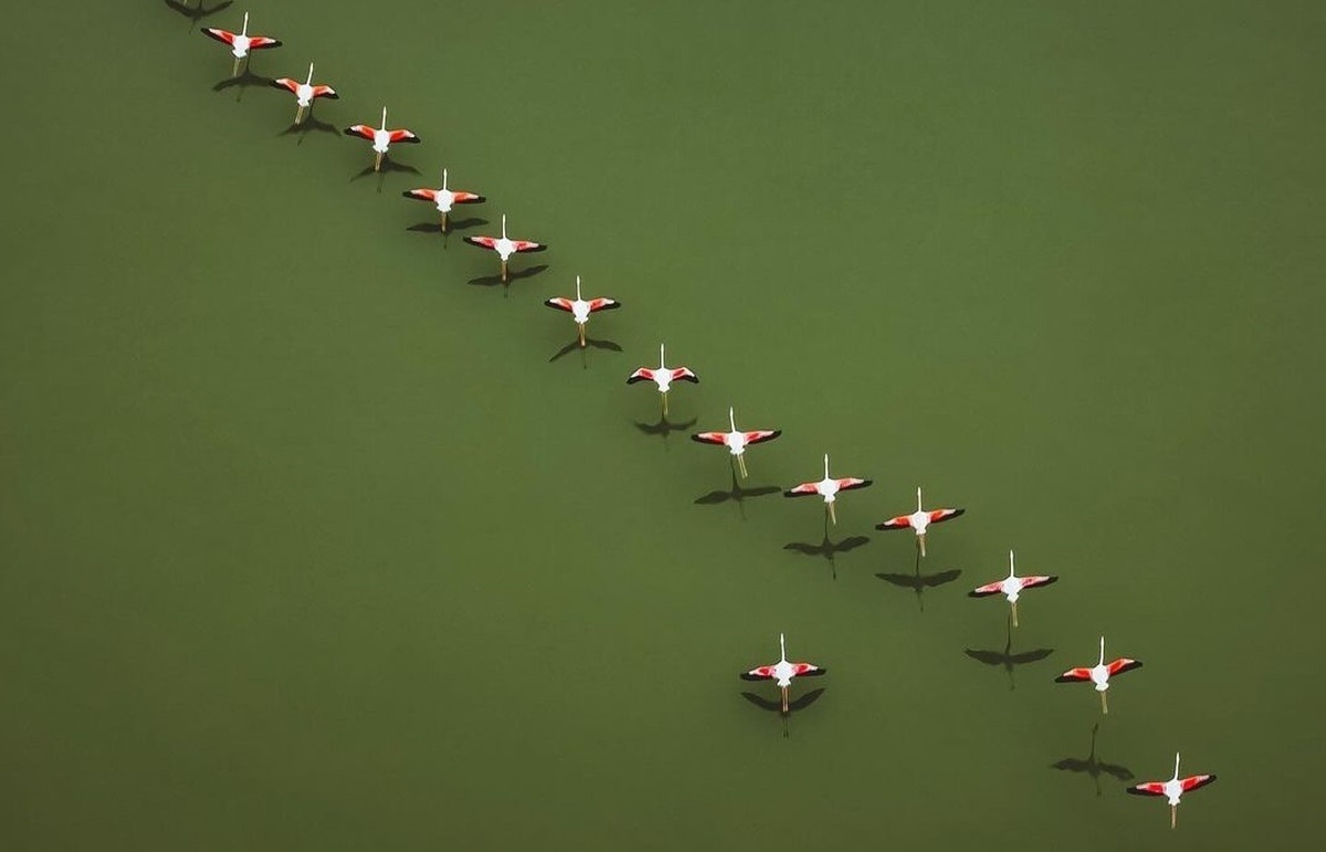 ویدئو| پرواز تماشایی فلامینگوها بر فراز میانکاله