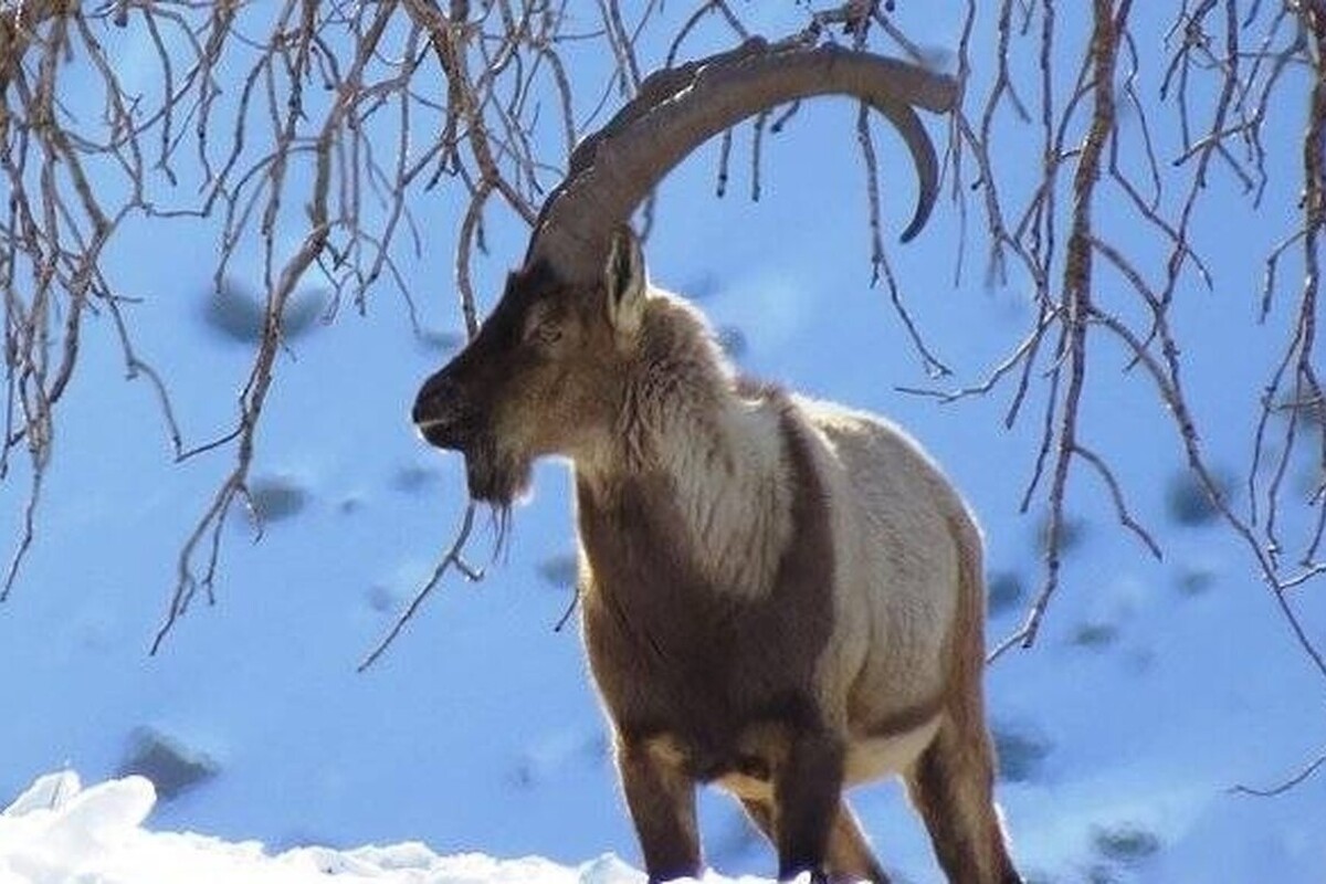 ویدئویی از  پرسه‌زنی بزهای کوهی در ارتفاعات برفی طالقان را مشاهده می‌کنید.