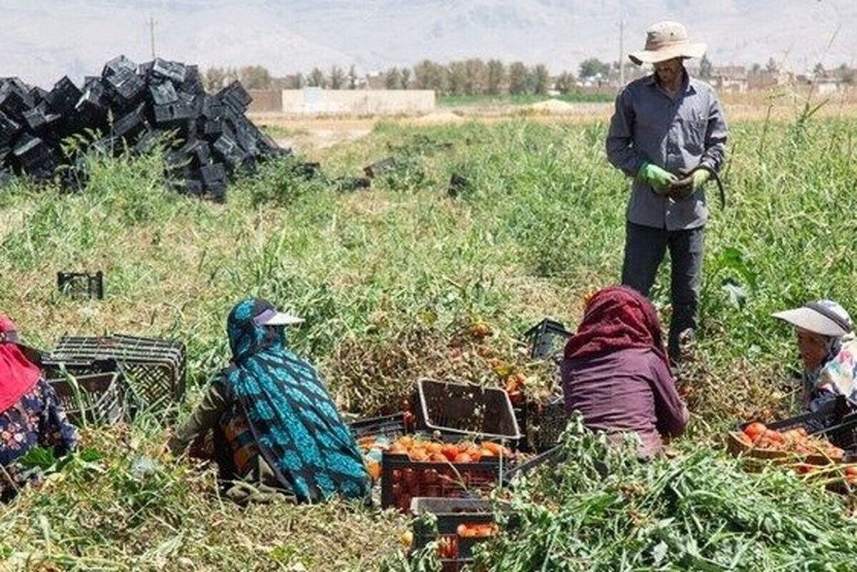 بیش از ۲۵ هزار نفر در سایه طرح جوانی جمعیت کشور، طی سال ۱۴۰۳ در خراسان رضوی بیمه شدند