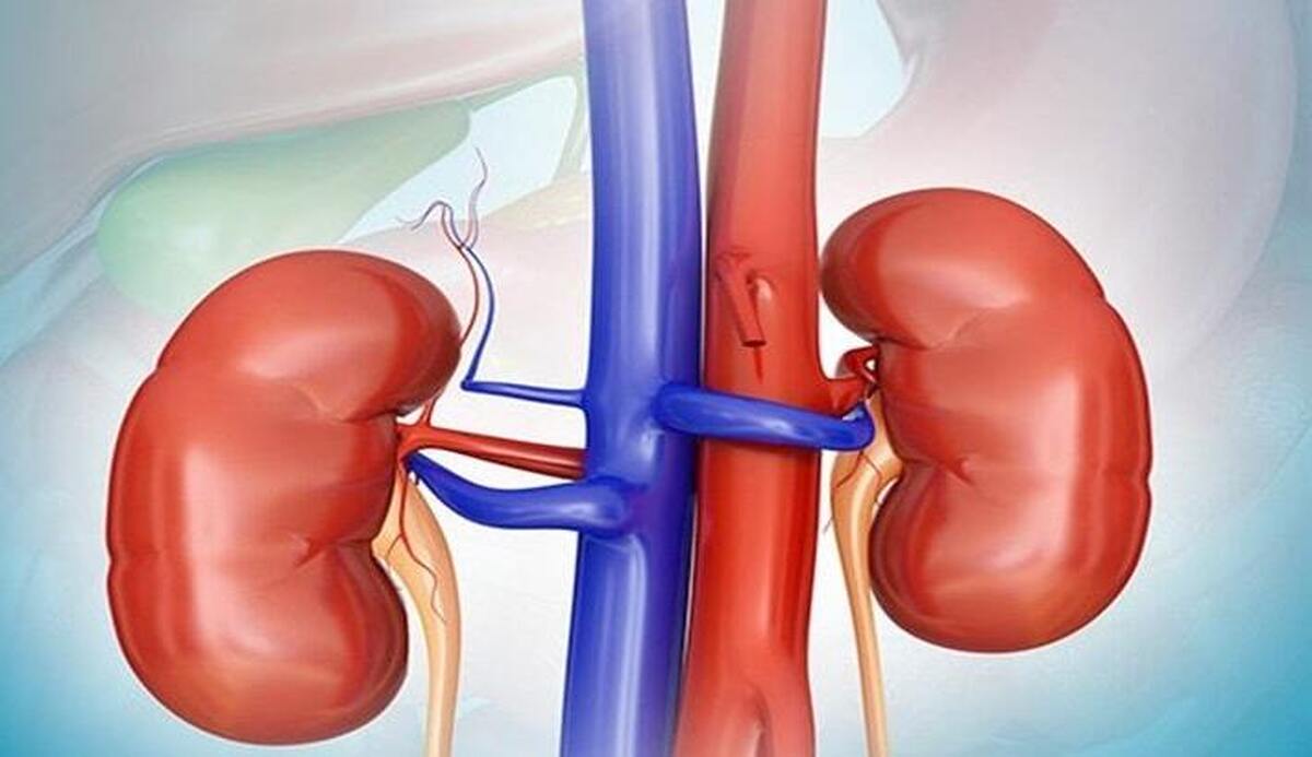 عضو هیأت علمی گروه نفرولوژی دانشگاه علوم پزشکی مشهد به افراد مبتلا به بیماری کلیوی ناشی از دیابت توصیه کرد؛ مقدار سدیم (نمک) مصرفی خود را به کمتر از دو گرم در روز محدود نموده و علاوه بر پرهیز از مصرف سیگار، به کاهش وزن خود در صورت افزایش وزن اقدام نمایند.