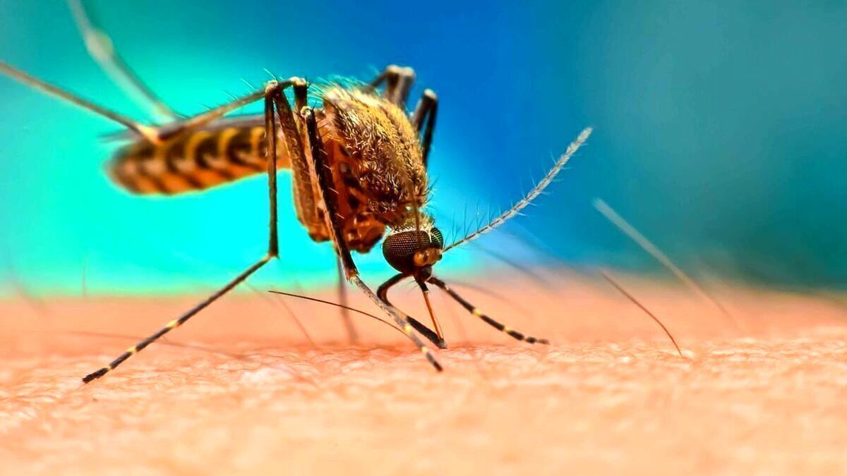 از ابتدای سال ۱۴۰۳ تاکنون بالغ بر ۱۱۰۶ مورد مثبت تب دنگی و همچنین پنج مورد ابتلا به چیکونگونیا در کشور تشخیص داده شده است.