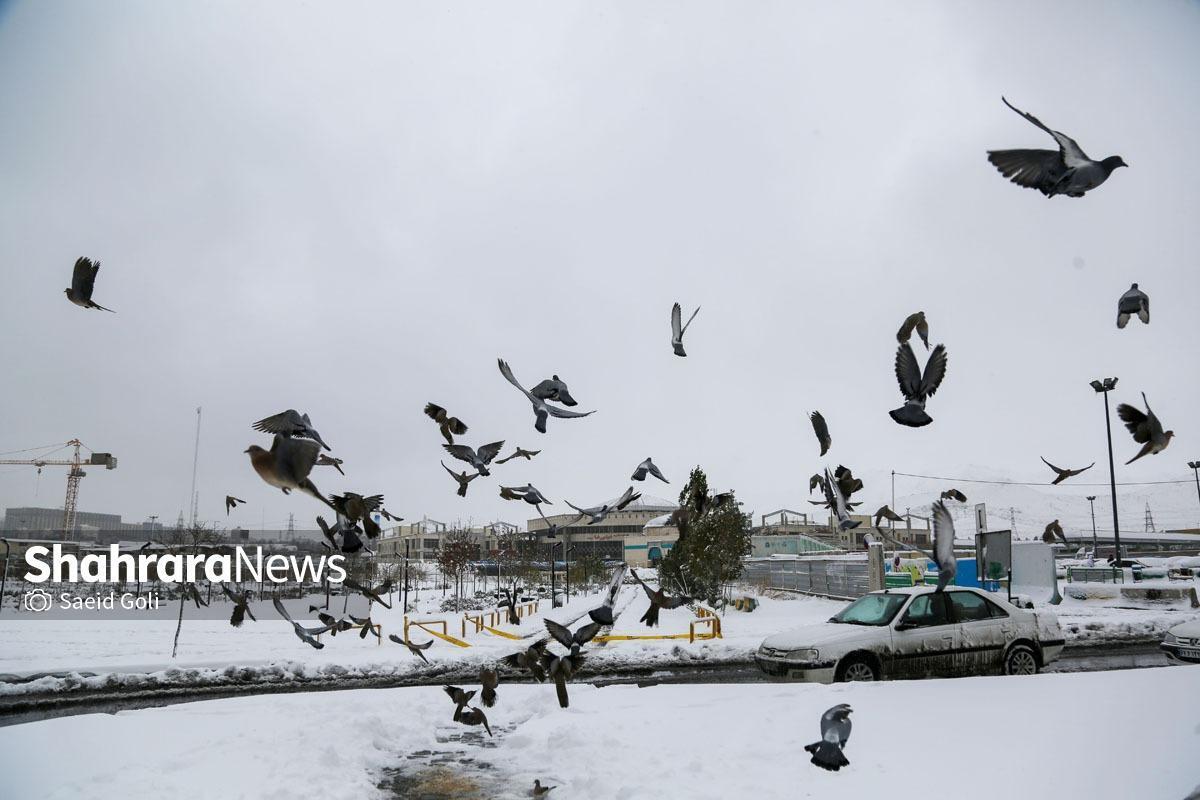 بارش برف و باران در ۱۲ استان کشور (۱۷ بهمن ۱۴۰۳)