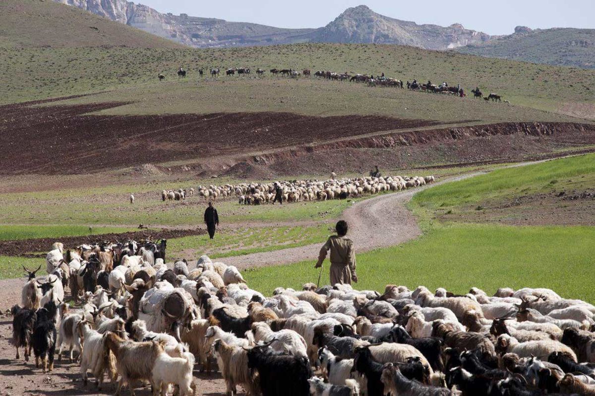 سهم عشایر در تولید گوشت قرمز خراسان رضوی ۱۳.۵ درصد است