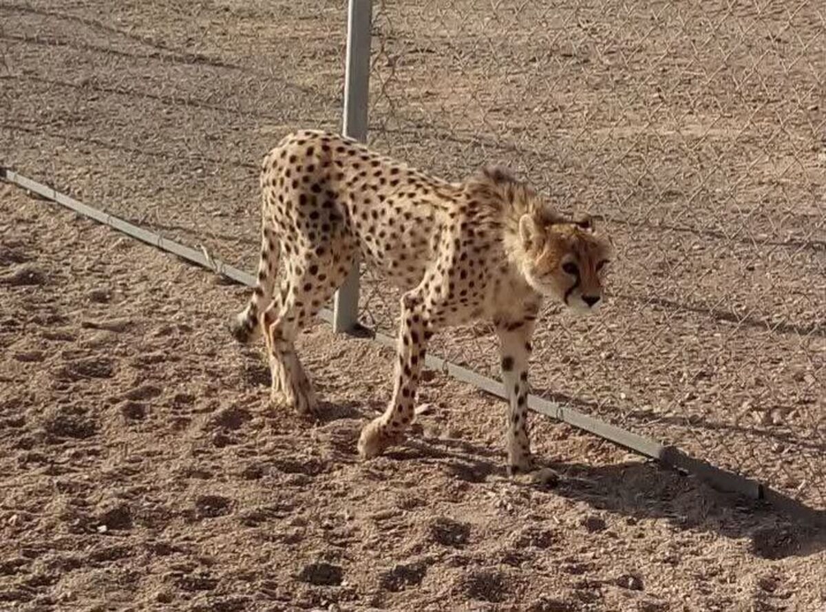 ابتلای «دلبر»، ماده‌یوز پارک توران، به بیماری کلسی‌ویروس گربه‌سانان