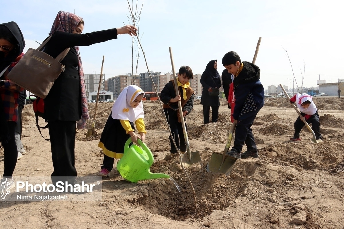 مدیرعامل سازمان پارک‌ها و فضای سبز شهرداری مشهد از توزیع ۱۵ هزار اصله نهال مثمر در مناطق این شهر خبر داد.