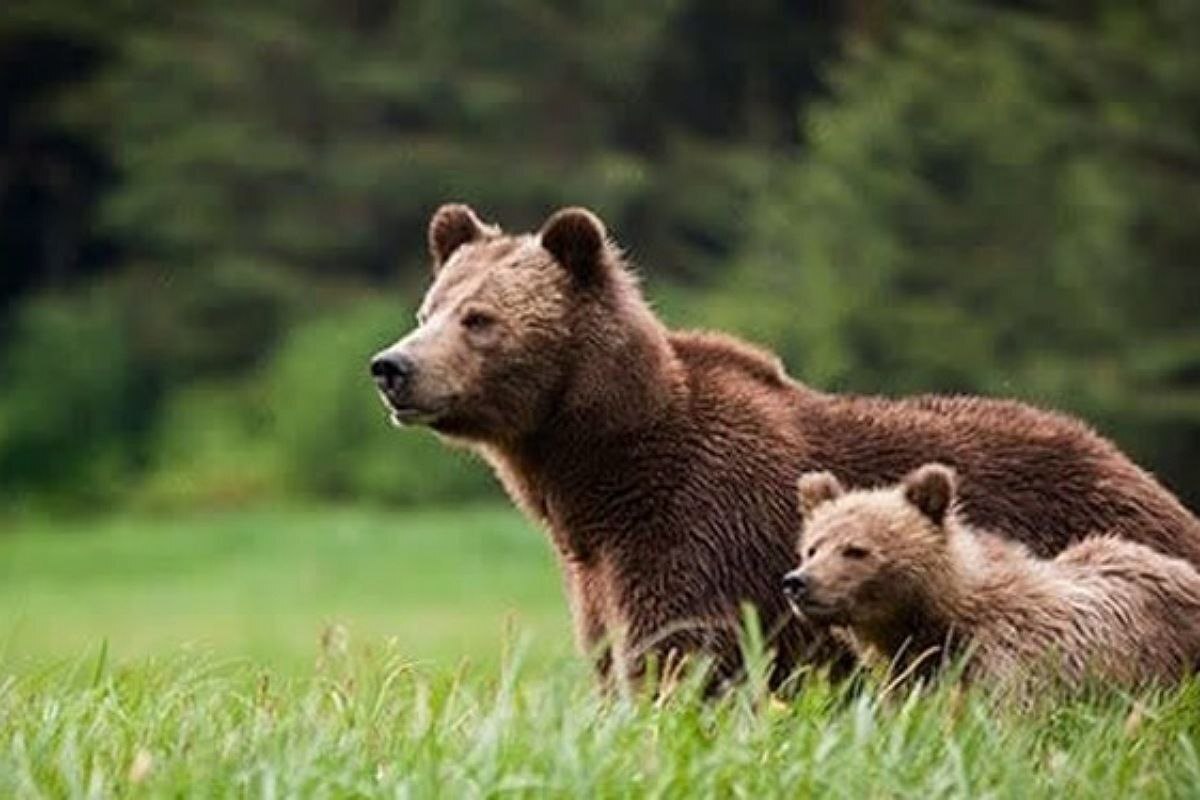ویدئو | مشاهده ۴قلاده خرس قهوه‌ای در منطقه حفاظت‌شده اشترانکوه