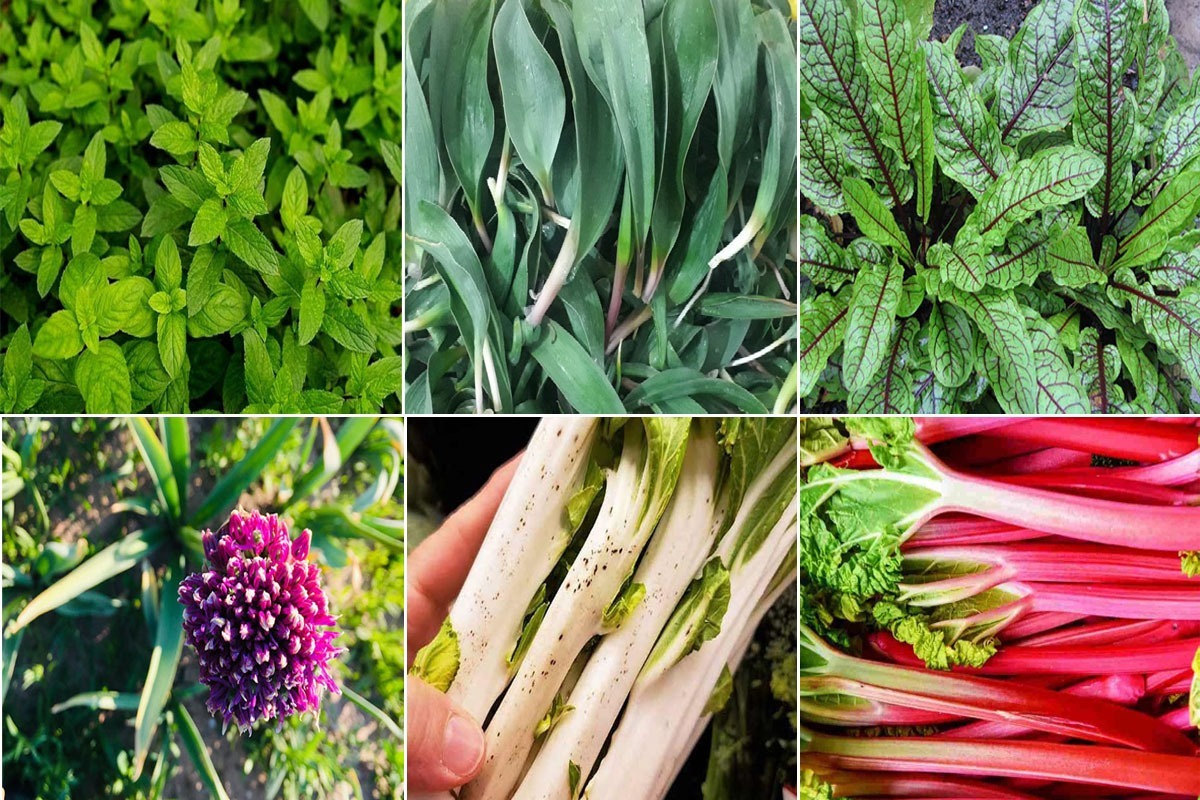 آشنایی با خواص سبزی‌های فصل بهار| نوبرانه‌های بهاری ضامن سلامتی