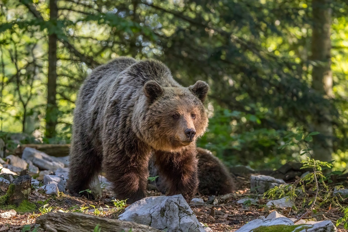 ویدئو| گشت و گذار خرس قهوه‌ای در پارک ملی گلستان