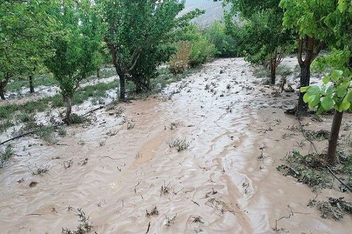 ایجاد خسارت در بخش کشاورزی بر اثر سیلاب در مشهد