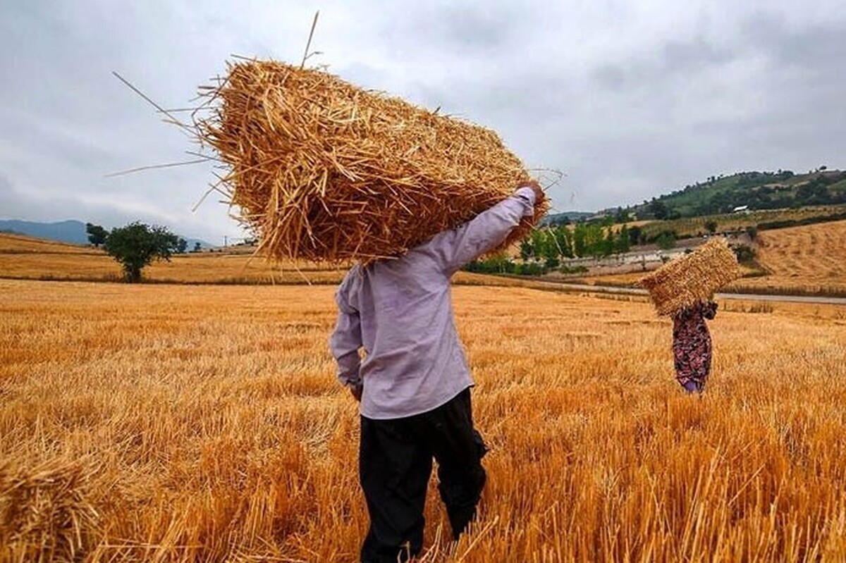 آغاز عملیات خرید تضمینی گندم در خراسان‌رضوی | افزایش ۱۷ درصدی قیمت خرید تضمینی گندم از کشاورزان استان