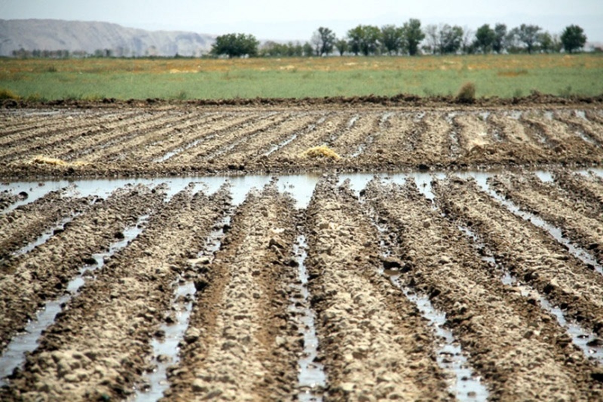 خسارت ۴۵ هزار میلیارد ریالی سامانه بارشی اخیر به بخش کشاورزی خراسان‌رضوی تاکنون (۲۹ اردیبهشت ۱۴۰۳)