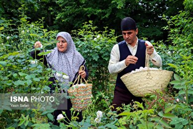 ایران زیباست | گلاب گیری در روستای گیلده گیلان