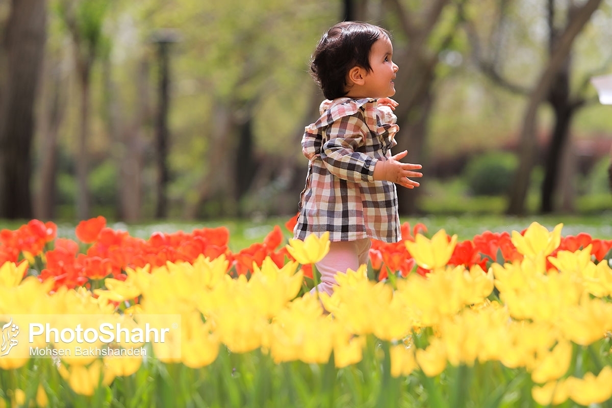 آغاز کاشت ۳ میلیون بوته گل فصلی تابستانه در مشهد
