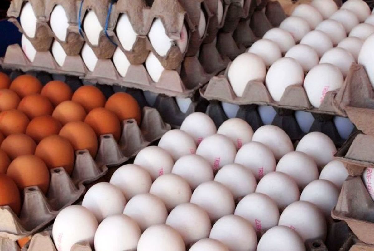 تولید تخم مرغ به یک میلیون و ۴۰۰ هزار تن می‌رسد