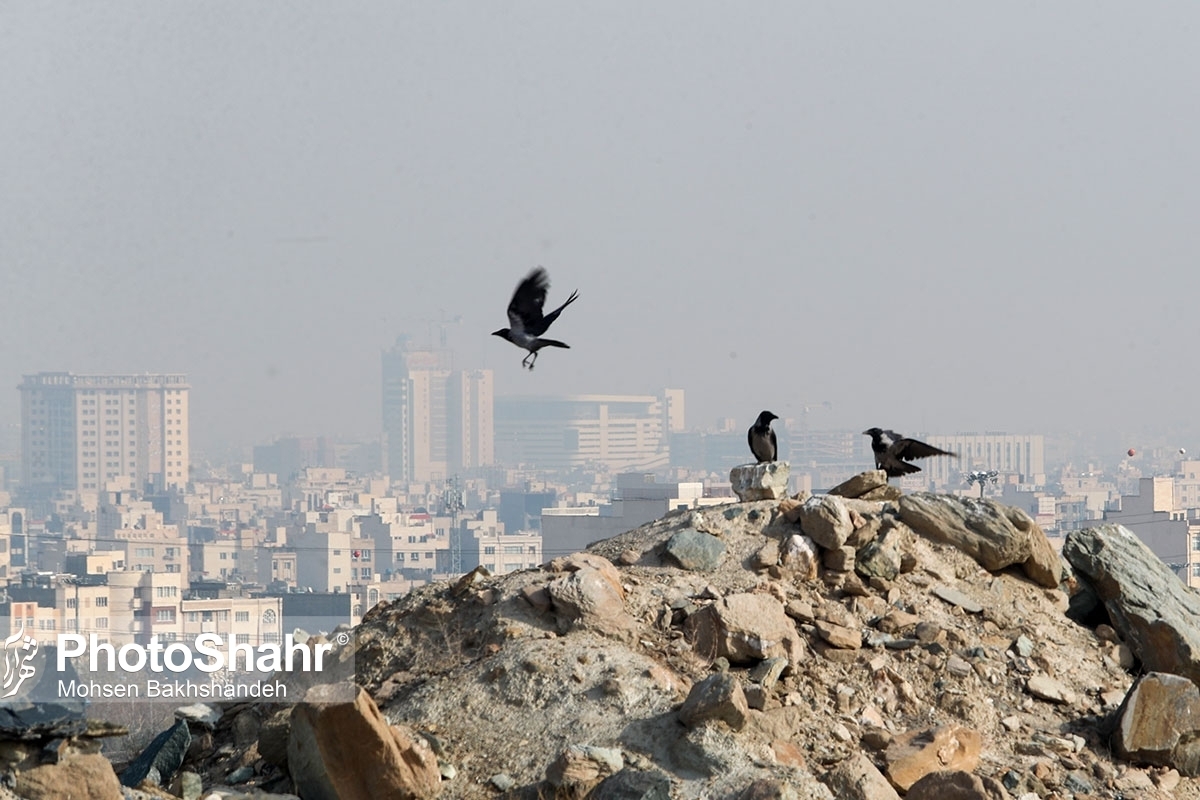 کیفیت هوای ۵ منطقه کلانشهر مشهد امروز در شرایط «ناسالم» قرار دارد (۳۱ خرداد ۱۴۰۳)
