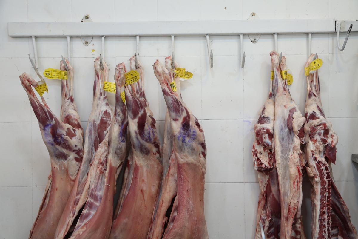افزایش عرضه گوشت گرم قرمز وارداتی در بازار مشهد + قیمت
