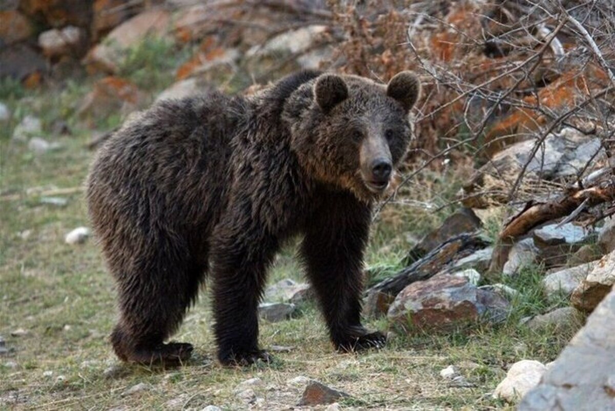 ویدئو| گشت‌وگذار خرس در پارک ملی گلستان