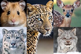 پرتره‌هایی زیبا از حیوانات | تلفیق ابهت و بامزگی
