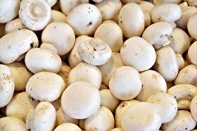 پیش‌بینی تولید ۲۲۰ هزار تن قارچ خوراکی در کشور تا انتهای سال